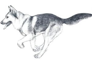 Coloriage De Berger Allemand Coloriage Berger Allemand Chien Dobermann – Didacticaaplicatafo