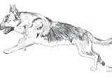 Coloriage De Berger Allemand Coloriage Berger Allemand Imprimer De Chien Gratuit – Ousyuhokenfo