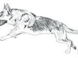 Coloriage De Berger Allemand Coloriage Berger Allemand Imprimer De Chien Gratuit – Ousyuhokenfo