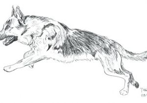 Coloriage De Berger Allemand Coloriage Berger Allemand Imprimer De Chien Gratuit – Ousyuhokenfo