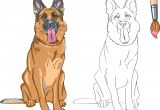 Coloriage De Berger Allemand Coloriage De Chien Shetland Fantastique Graphie Coloriage A