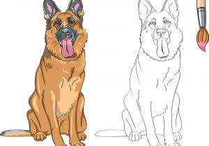 Coloriage De Berger Allemand Coloriage De Chien Shetland Fantastique Graphie Coloriage A