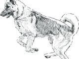 Coloriage De Berger Allemand Dessin De Berger Allemand Coloriage Az Colorier – Ousyuhokenfo
