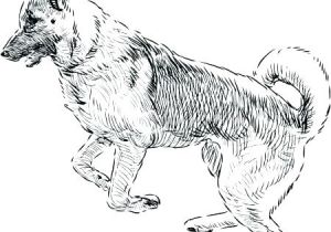 Coloriage De Berger Allemand Dessin De Berger Allemand Coloriage Az Colorier – Ousyuhokenfo