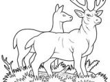 Coloriage De Biche A Imprimer Gratuit 96 Best Desene De Imprimat Images On Pinterest