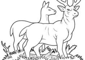Coloriage De Biche A Imprimer Gratuit 96 Best Desene De Imprimat Images On Pinterest Coloriage De Biche A Imprimer Gratuit 96 Best Desene De Imprimat Images On Pinterest