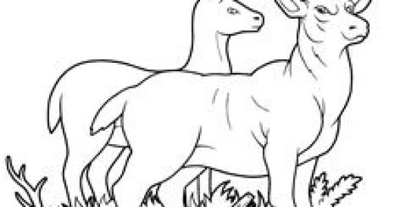 Coloriage De Biche A Imprimer Gratuit 96 Best Desene De Imprimat Images On Pinterest