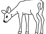 Coloriage De Biche A Imprimer Gratuit Coloriage Page 3