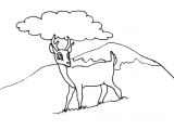 Coloriage De Biche A Imprimer Gratuit Dessin A Decalquer Az Coloriage
