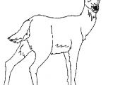 Coloriage De Biche A Imprimer Gratuit Dessin Animal Az Coloriage