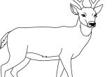 Coloriage De Biche A Imprimer Gratuit Un Cerf Coloriage Pinterest