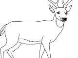 Coloriage De Biche A Imprimer Gratuit Un Cerf Coloriage Pinterest
