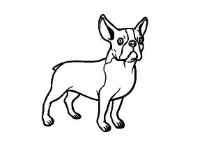 Coloriage De Bouledogue Francais Coloriage De Chien Bouledogue Français Pour Colorier
