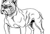 Coloriage De Bouledogue Francais Dessin De Bouledogue Francais Coloriage