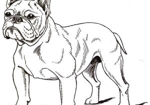 Coloriage De Bouledogue Francais Dessin De Chien Bouledogue Francais Les Dessins Et Coloriage
