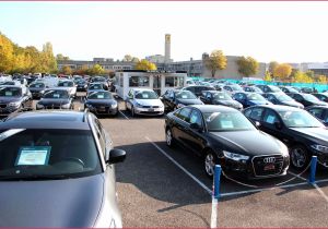 Coloriage De Chat A Imprimer Gratuit 14 Génial Coloriage Chien Et Chat La Graphie