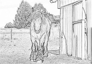 Coloriage De Cheval De Trait Coloriage Beau Cheval De Trait 2009 à Imprimer Pour Les Coloriage De Cheval De Trait Coloriage Beau Cheval De Trait 2009 à Imprimer Pour Les