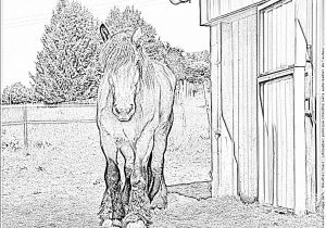 Coloriage De Cheval De Trait Coloriage Cheval De Trait à Imprimer Pour Les Enfants