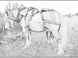 Coloriage De Cheval De Trait Coloriage Cheval De Trait Baud à Imprimer Pour Les Enfants