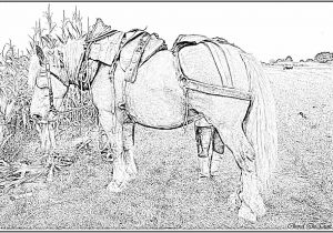 Coloriage De Cheval De Trait Coloriage Cheval De Trait Baud à Imprimer Pour Les Enfants Coloriage De Cheval De Trait Coloriage Cheval De Trait Baud à Imprimer Pour Les Enfants