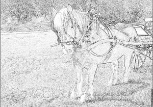 Coloriage De Cheval De Trait Coloriage Cheval De Trait P à Imprimer Pour Les Coloriage De Cheval De Trait Coloriage Cheval De Trait P à Imprimer Pour Les