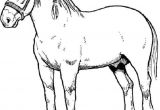 Coloriage De Cheval De Trait Coloriage De Cheval Dessin Un Beau Cheval De Trait à Colorier