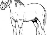 Coloriage De Cheval De Trait Coloriage De Cheval Dessin Un Beau Cheval De Trait à Colorier