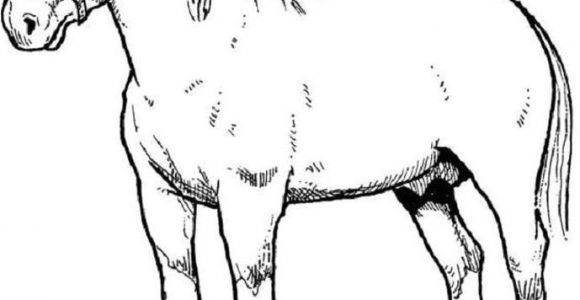 Coloriage De Cheval De Trait Coloriage De Cheval Dessin Un Beau Cheval De Trait à Colorier