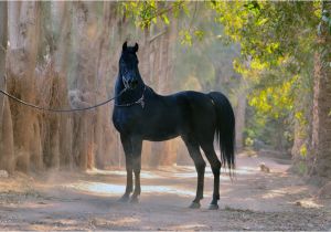 Coloriage De Chevaux Qui Galope L étalon Noir — Wikipédia