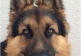 Coloriage De Chien Berger Allemand Jawak Berger Allemand