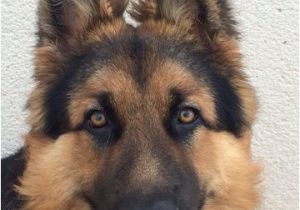 Coloriage De Chien Berger Allemand Jawak Berger Allemand