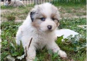Coloriage De Chien Berger Allemand Les 21 Meilleures Images De Berger Australien Aussie Lof