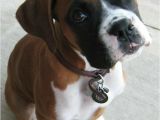 Coloriage De Chien Boxer 76 Best Boxer Images On Pinterest