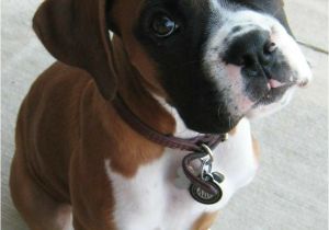 Coloriage De Chien Boxer 76 Best Boxer Images On Pinterest