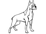 Coloriage De Chien Boxer A Imprimer Coloriage Chien Boxer Dessin