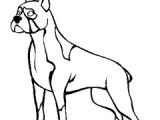 Coloriage De Chien Boxer A Imprimer Coloriage Chien Boxer