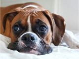 Coloriage De Chien Boxer épinglé Par Landis Gallman Sur Dogs Pinterest