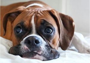 Coloriage De Chien Boxer épinglé Par Landis Gallman Sur Dogs Pinterest