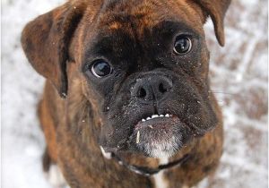 Coloriage De Chien Boxer Grrrr