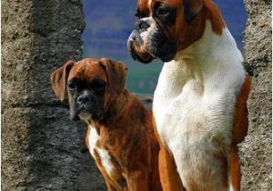 Coloriage De Chien Boxer Ivan and M­a Láska All You Need is Love and Boxer