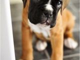 Coloriage De Chien Boxer Les 22 Meilleures Images Du Tableau the Boxer Sur Pinterest