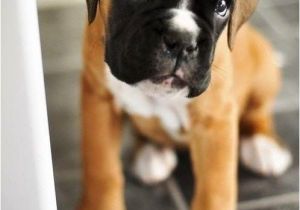 Coloriage De Chien Boxer Les 22 Meilleures Images Du Tableau the Boxer Sur Pinterest