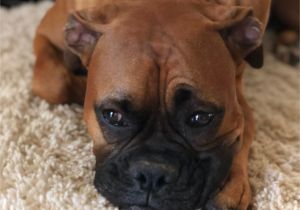 Coloriage De Chien Boxer This Boxer Puppy Looks Like A Mini Jazz Gossos