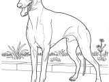 Coloriage De Chien Gratuit à Imprimer Coloriage A Imprimer Chien Greyhound Gratuit Et Colorier