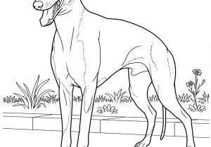 Coloriage De Chien Gratuit à Imprimer Coloriage A Imprimer Chien Greyhound Gratuit Et Colorier Coloriage De Chien Gratuit à Imprimer Coloriage A Imprimer Chien Greyhound Gratuit Et Colorier