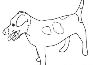 Coloriage De Chien Jack Russel Coloriage Chien Jack Russel Dessin