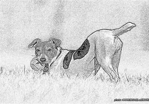 Coloriage De Chien Jack Russel Coloriage Chouquette à Imprimer Pour Les Enfants Dessin