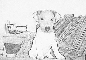 Coloriage De Chien Jack Russel Coloriage Dsc à Imprimer Pour Les Enfants Dessin