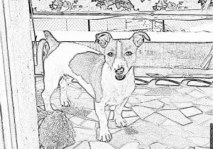 Coloriage De Chien Jack Russel Coloriage Imgp1418 à Imprimer Pour Les Enfants Dessin