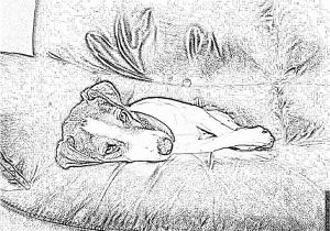 Coloriage De Chien Jack Russel Coloriage S à Imprimer Pour Les Enfants Dessin